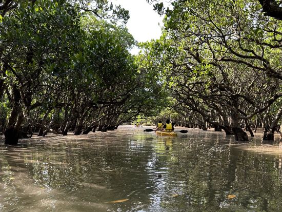 【名瀬市街ホテル送迎可】マングローブカヌー＋ナイトツアー エコツアー認定ガイド中岡さんがご案内 奄美の魅力を満喫する旅！＜5～6時間＞ by 遊名人倶楽部