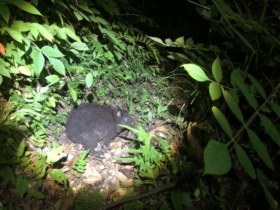 【名瀬市街ホテル送迎可】ナイトツアー エコツアー認定ガイド中岡さんがご案内 夜の奄美の原生林で珍しい動物たちを探す旅 ＜3～4時間＞ by 遊名人倶楽部