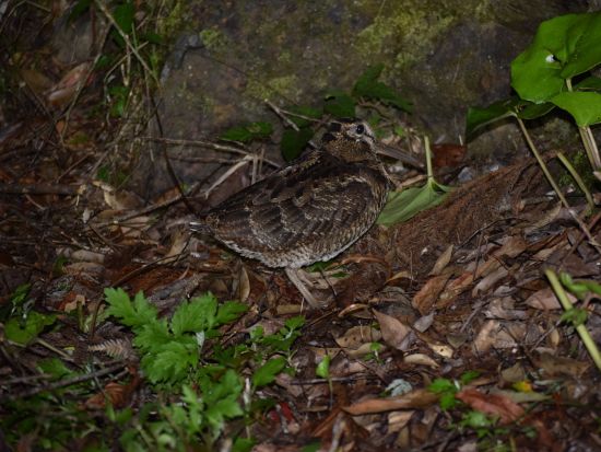 【名瀬市街ホテル送迎可】マングローブカヌー＋ナイトツアー エコツアー認定ガイド中岡さんがご案内 奄美の魅力を満喫する旅！＜5～6時間＞ by 遊名人倶楽部