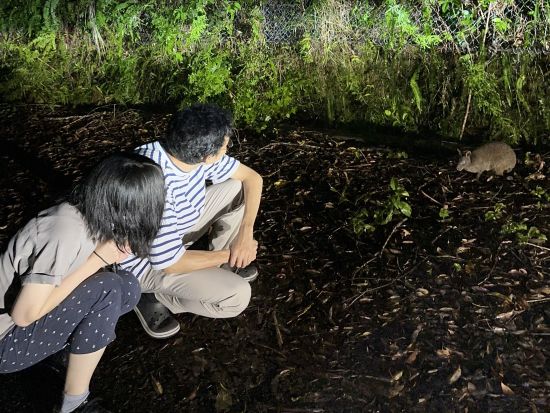 【名瀬市街ホテル送迎可】ナイトツアー エコツアー認定ガイド中岡さんがご案内 夜の奄美の原生林で珍しい動物たちを探す旅 ＜3～4時間＞ by 遊名人倶楽部