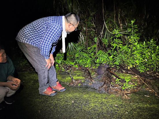 【名瀬市街ホテル送迎可】ナイトツアー エコツアー認定ガイド中岡さんがご案内 夜の奄美の原生林で珍しい動物たちを探す旅 ＜3～4時間＞ by 遊名人倶楽部