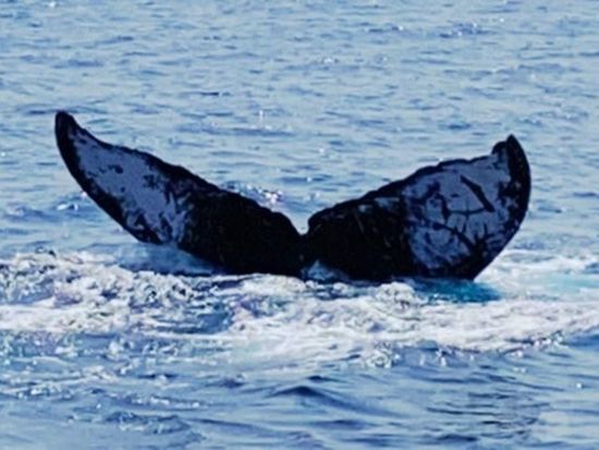 whalewatching_point_01