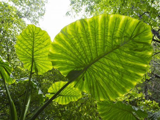 マングローブカヌー＋金作原原生林散策ツアー 認定ガイド中岡さんがご案内 ＜7時間／旧名瀬市街地 無料送迎あり＞ by 遊名人倶楽部
