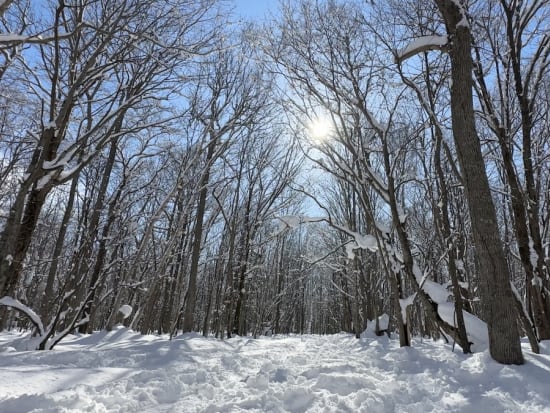 札幌スノーシュー体験 雪の妖精シマエナガやエゾリスが潜む粉雪の森。ふわふわの雪の上を歩こう＜12～2月／5歳以上参加可／札幌市内送迎あり＞by n.s ride