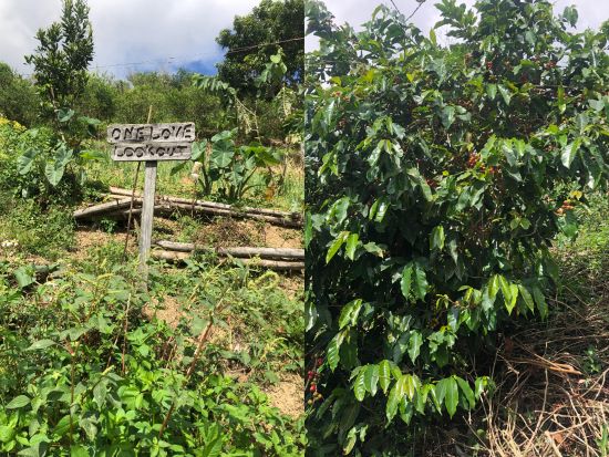 ジャマイカ最高峰ブルーマウンテン1泊2日の宿泊ツアー☆山岳地帯のハイキング体験付き＜日本語ガイド／宿泊付／キングストン発＞