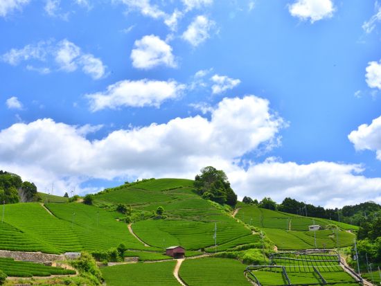 和束茶カフェ 抹茶の点て方体験と抹茶アート体験＜和菓子付き／30分／京都・和束町＞