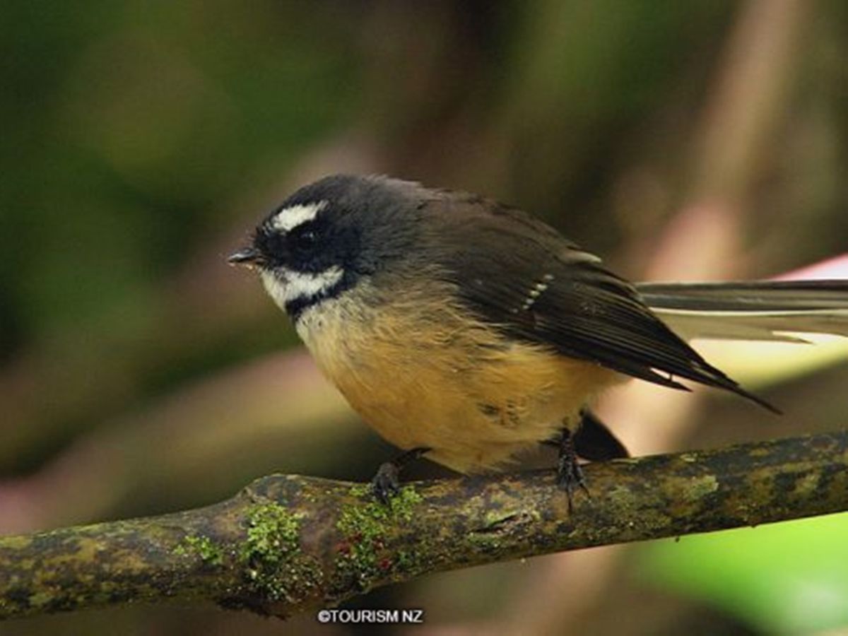 ティリティリマタンギ島 バードウォッチングツアー☆野鳥の楽園で