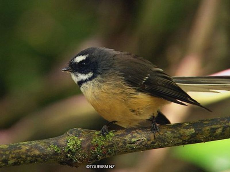 tiritiri-birdw-main-768x384