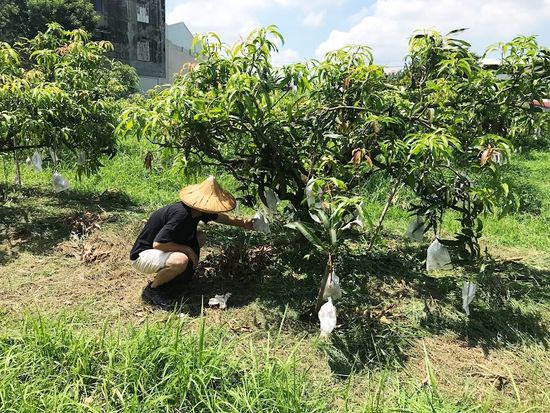 マンゴー狩り１