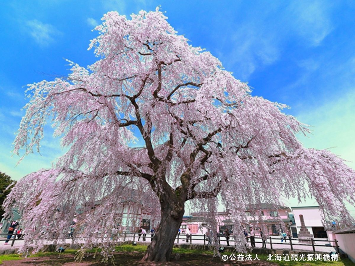 松前 の 桜
