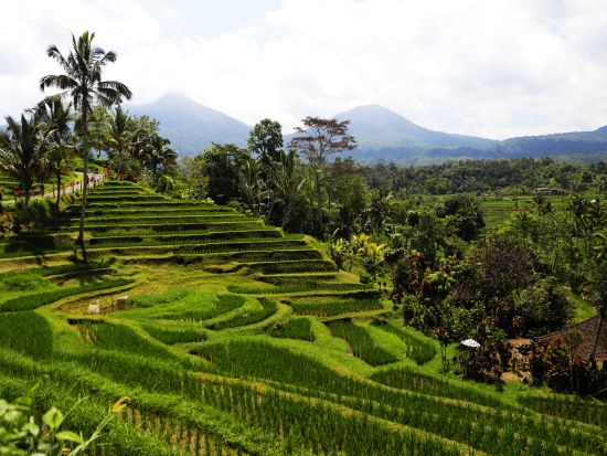 【貸切】絶景寺院と世界遺産を巡る！2つの世界遺産タマン・アユン寺院とジャティルイの棚田＋タナロット寺院の夕日観賞ツアー　＜1日or午後／日本語ガイド＞
