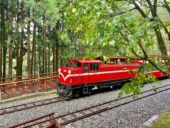 阿里山 (23)-森林小火車