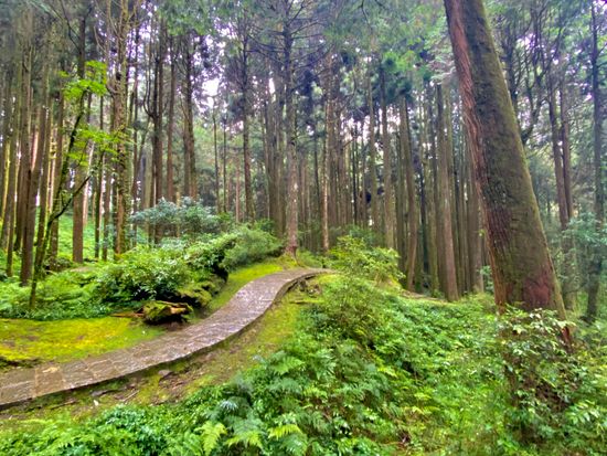 阿里山 (8)