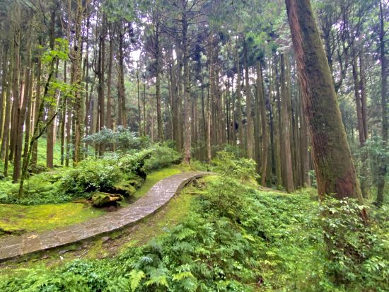 阿里山森林遊楽区＆奮起湖老街　1日観光ツアー　専用車利用＜昼食付き／日本語ガイド／高鉄嘉義駅発＞