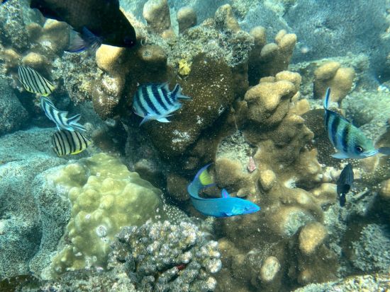 プライベート シュノーケリングツアー 無料SUP体験付き！＜貸切／日本人スタッフ同行／半日 or 1日＞