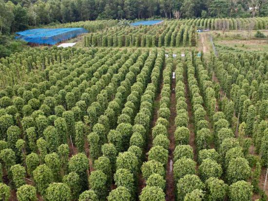 プライベート島内観光 南部のスポットへご案内＜貸切／日本人ドライバー／フーコック＞