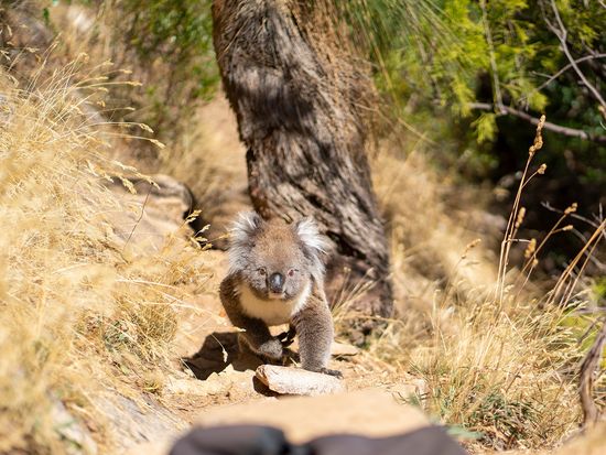 ロッククライミング＆アブセイリングツアー！モリアルタ保護公園でスリルと興奮を味わうアクティビティ体験＜半日／英語ガイド＞の写真5