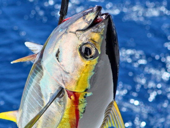 トローリング体験 完全貸切ボートチャーターで大物の魚を釣ろう！選べる水納島シュノーケル付プランあり＜3時間or6時間／恩納村＞ 