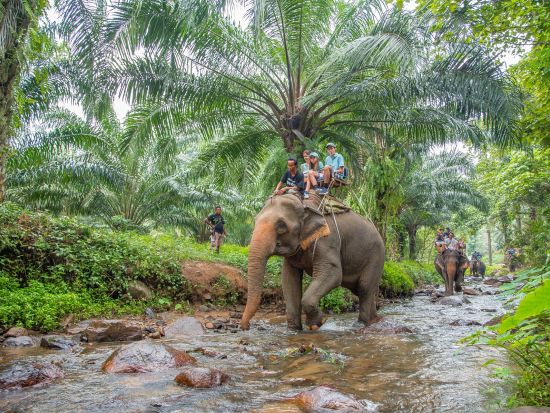 クラビ サファリツアー　大自然の中で四輪バギー＆象乗りを楽しむ ＜日本語または英語ガイド／専用車送迎プランもあり＞
