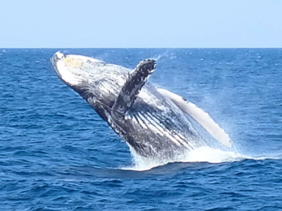 北部発ホエールウォッチング 完全貸切ボートチャーターでクジラに会いに行こう！感動的な自然体験へご案内します＜3時間／2月～3月／恩納村＞ 