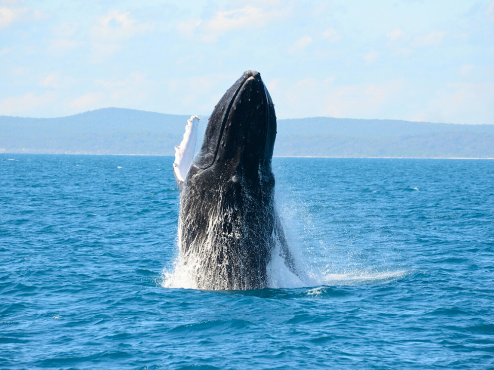 北部発ホエールウォッチング 完全貸切ボートチャーターでクジラに会いに行こう！感動的な自然体験へご案内します＜3時間／2月〜3月／恩納村＞