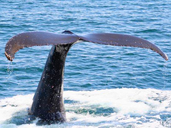 北部発ホエールウォッチング 完全貸切ボートチャーターでクジラに会いに行こう！感動的な自然体験へご案内します＜3時間／2月～3月／恩納村＞ 