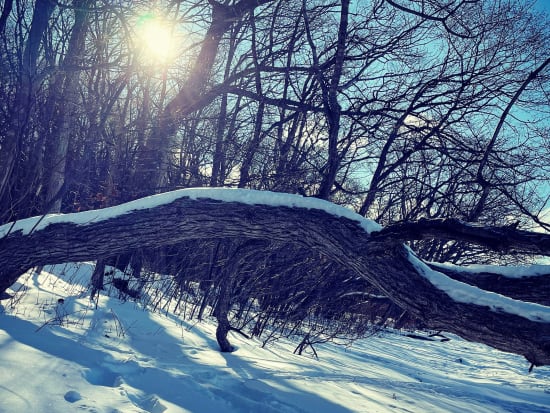 HOKKAIDian Homesteadで楽しむコースランチ＆ふわ雪プライベートスノーシュー 北海道の幸を五感で満喫＜12～2月／洞爺湖から約10分＞