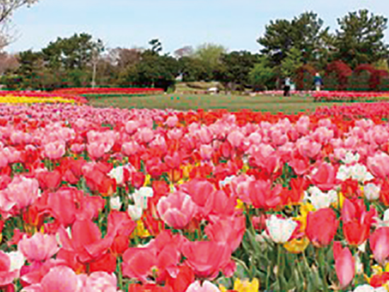 60703-10　チューリップ畑