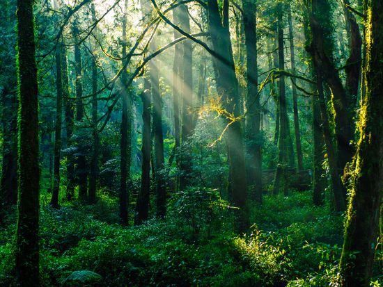 Taiwan_Alishan_pixta_34564745