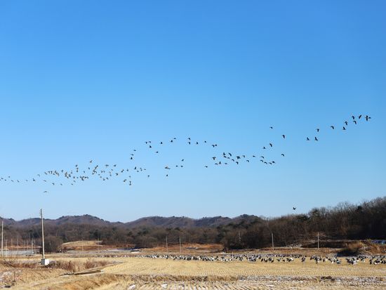渡り鳥渡来地（鉄原平野）