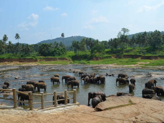 スリランカ4泊5日周遊ツアー　ニゴンボ＆ダンブッラ＆シーギリヤ＆キャンディ＆コロンボ ＜貸切／最大定員6名／食事付き／日本語ガイド＞