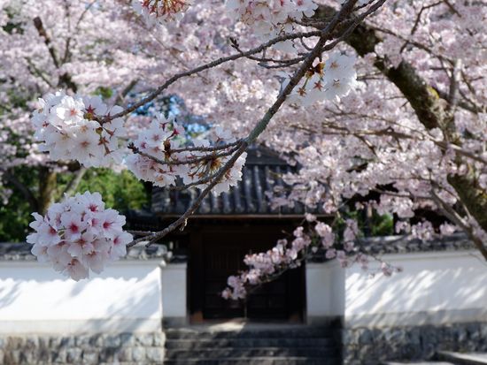 南禅寺_89050437_M