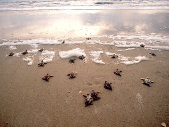 スリランカ観光ツアー　ウミガメ保護施設の見学＆アーユルヴェーダ体験を楽しむ ＜貸切／最大定員6名／食事付き／日本語ガイド＞