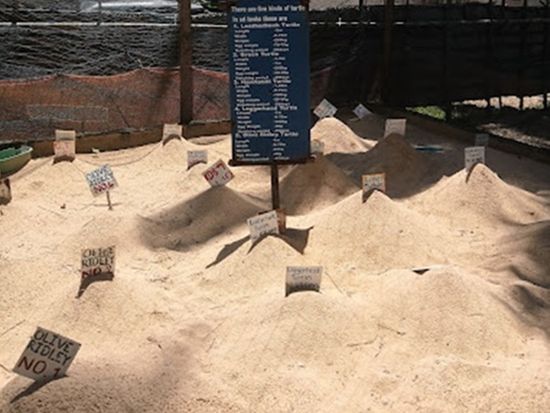 ウミガメ保護センター3