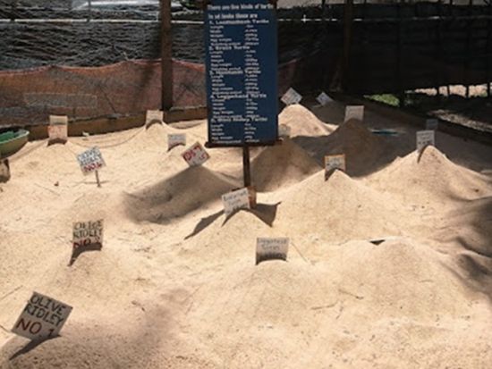 スリランカ観光ツアー　ウミガメ保護施設の見学＆アーユルヴェーダ体験を楽しむ ＜貸切／最大定員6名／食事付き／日本語ガイド＞