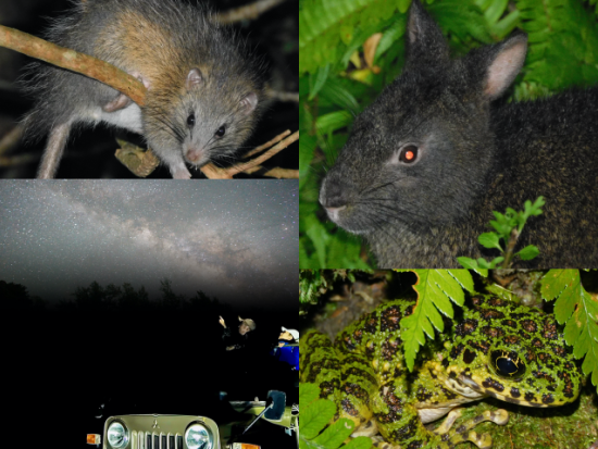 ミッドナイトツアー 4WDジープで真夜中の奄美をじっくり探検！アマミノクロウサギ遭遇率ほぼ100％＜2名～／住用町＞by 元祖ナイトツアー