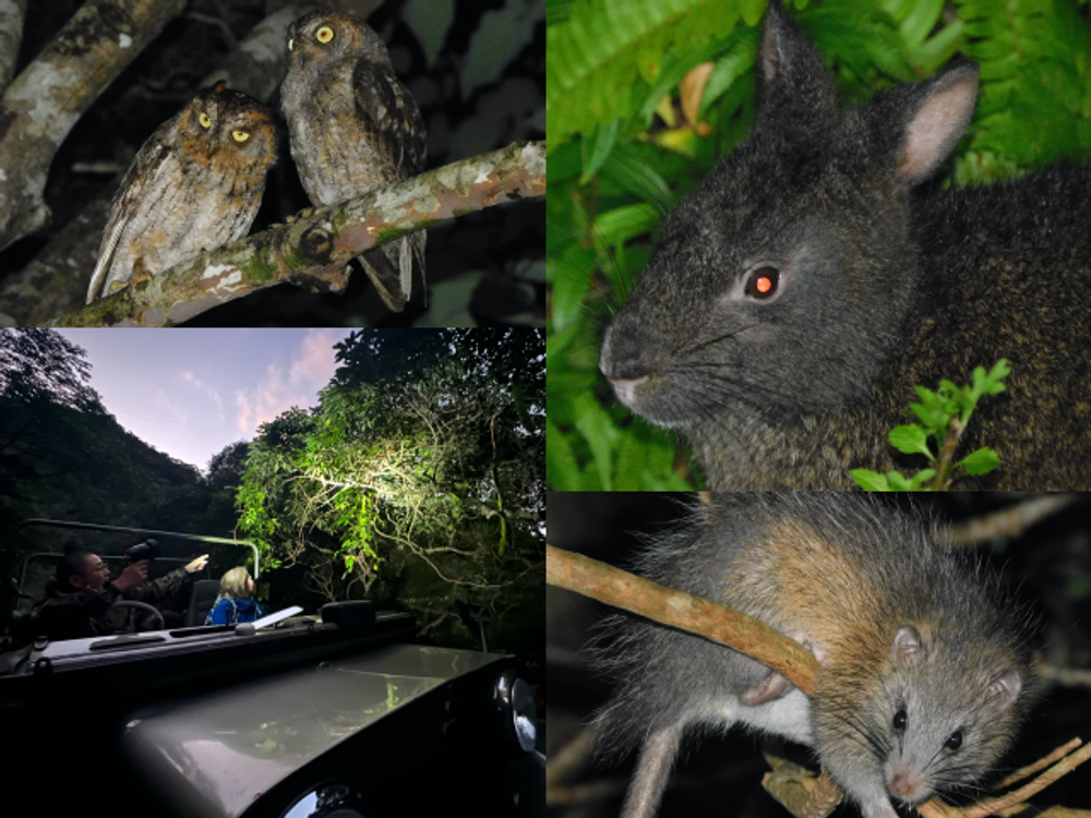 ガーネット ヌーマナイト フクロウ THE NORTH FACE PURPLE LABEL 2023 FALL & WINTER FFFES(For, Feel