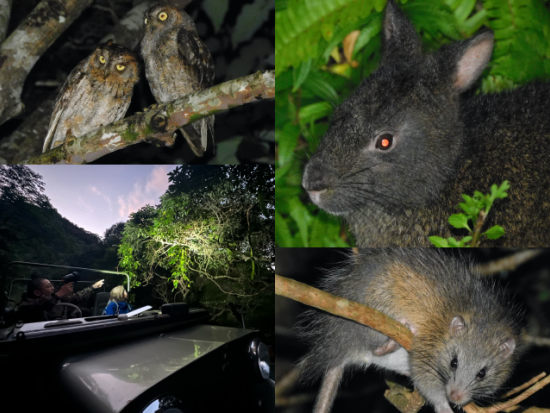 ナイトサファリツアー アマミノクロウサギや貴重な生き物を探しに行こう！4WDジープで夜の森を探検！＜住用町＞ by 元祖ナイトツアー