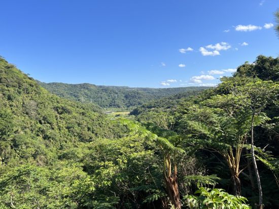 探検トレッキングツアー　奇跡の森「やんばる」の広大な敷地を舞台に自然で遊び、自然で学ぶ唯一無二のアクティビティ＜午前or午後／沖縄本島＞ 