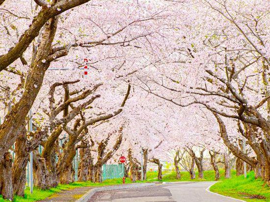 松前藩戸切地陣屋跡桜