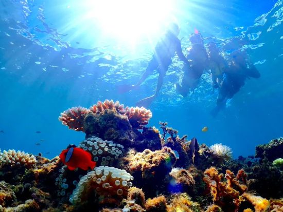 幻の島上陸＆体験ダイビング 選べる3プラン シュノーケリング付プランあり 国内最大級のサンゴ礁石西礁湖へ＜半日・1日／昼食付プランあり／石垣島＞