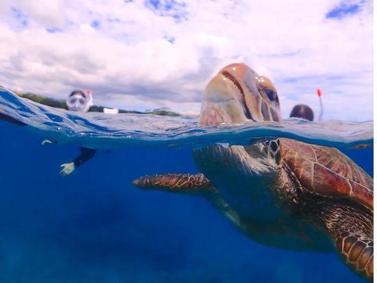 半日体験ダイビング＆ウミガメシュノーケリング 石垣島の海を効率よく堪能！GoPro無料レンタルあり◎＜半日／石垣島＞