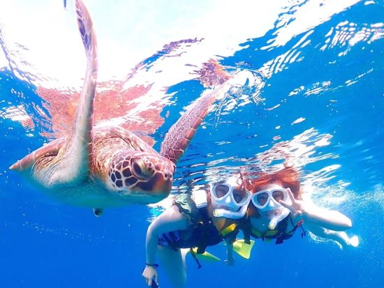 幻の島上陸＆シュノーケリング お魚たくさん！サンゴ礁が広がるポイントを水中散歩 ウミガメと一緒に写真を撮ろう♪＜半日・1日／昼食付プランあり／石垣島＞