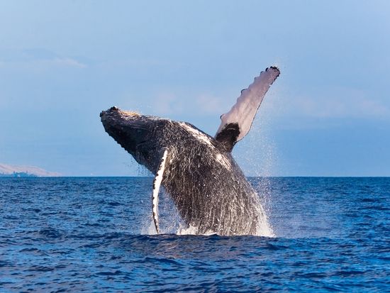 shutterstock_35381086