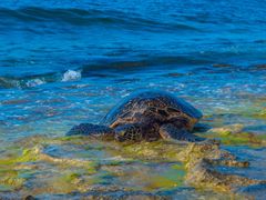 Hawaii_Oahu_North_Shore_shutterstock_1023206302