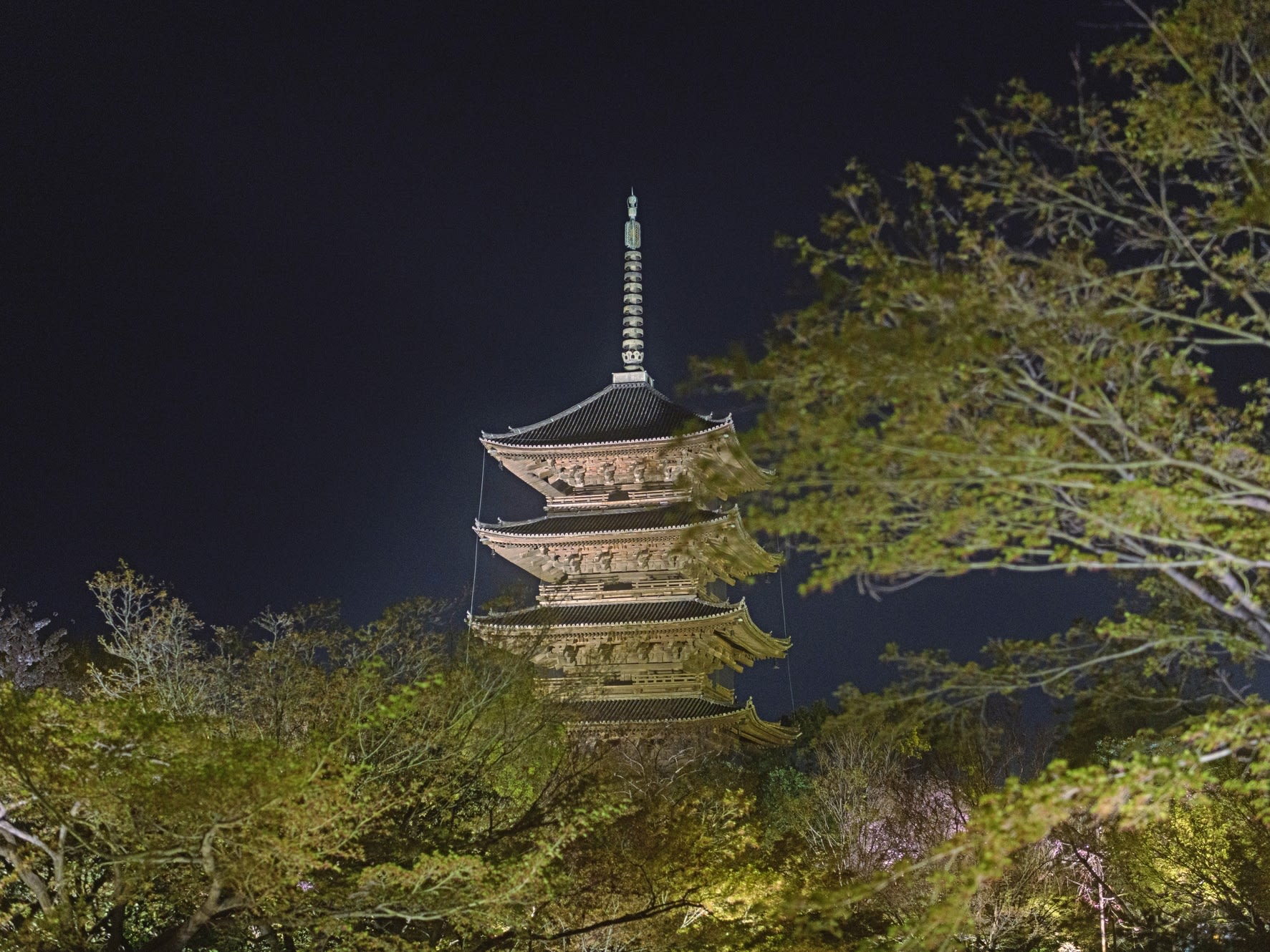 青もみじライトアップバスツアー 妙満寺＋世界遺産 東寺（2024/4/27～5