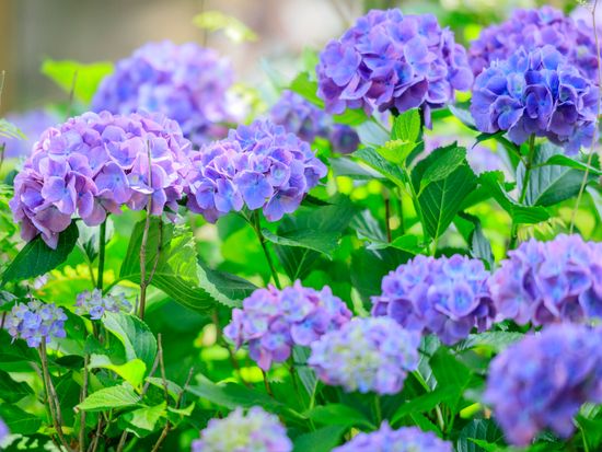 善峯寺_66651623_M