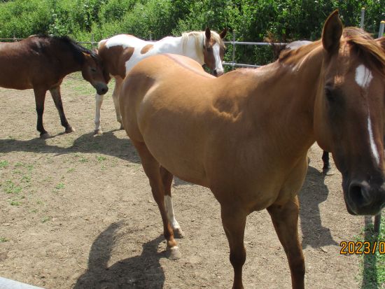 【子供乗馬スクール】お得な乗馬プラン 馬と仲良くなりたい方にもおすすめ！＜1時間×4回／大分市＞by Moon River Horse
