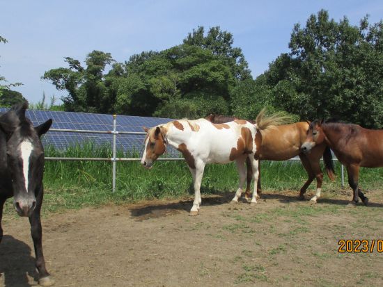 【子供乗馬スクール】お得な乗馬プラン 馬と仲良くなりたい方にもおすすめ！＜1時間×4回／大分市＞by Moon River Horse