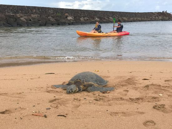 ノースショア（ハレイワ）観光　カヤックまたはSUP体験でウミガメウォッチング＋ハレイワの町散策　選べるランチ付き＜1日／日本語ガイド＞